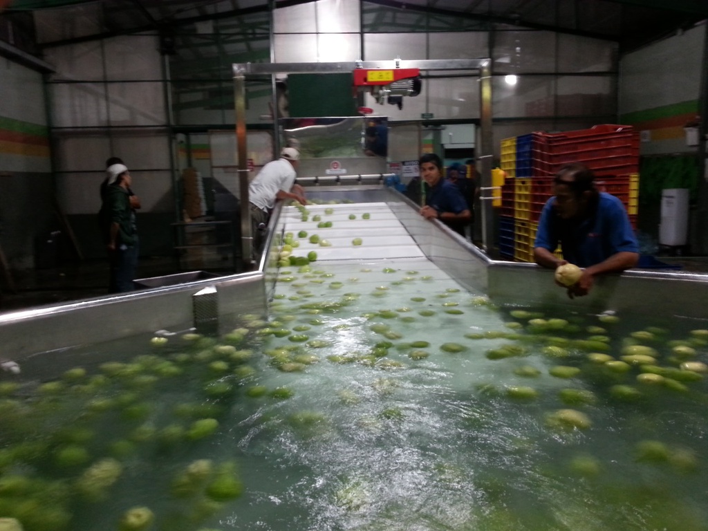 Línea para proceso de chayote